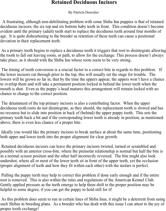  Retained Deciduous Incisors
By Patricia Doescher
  A frustrating, although non-debilitating problem with some Shiba Inu puppies is that of retained deciduous incisors, the six top and six bottom baby teeth in front.  This condition doesn’t become evident until the primary (adult) teeth start to replace the deciduous teeth around four months of age.  It is quite disheartening to the breeder as retention of these teeth can cause a positional deviation in their replacement teeth.
 As a primary tooth begins to replace a deciduous tooth it triggers that root to disintegrate allowing the tooth to fall out leaving room, or path, to allow for the exchange. This process doesn’t always take place, as it should with the Shiba Inu whose roots seem to be very strong.
 The timing of tooth conversion is a crucial factor to a correct bite in regards to this problem.   If the lower incisors cut through prior to the top, this will usually set the stage for trouble.  The lowers will be grown so far in, that by the time the uppers appear, the uppers won’t have a chance to overlap them and will take a permanent position locked in behind the lower teeth when the mouth is shut.  Even as the puppy’s head matures this arrangement will remain locked with no chance to change to the correct position.
 The detainment of the top primary incisors is also a contributing factor.  When the upper deciduous teeth roots do not disintegrate, as they should, the replacement tooth is slowed and has no recourse but to slide into position in back of (behind) the upper puppy tooth.  This sets the primary tooth back a bit and if the corresponding lower tooth is already in position, as mentioned above, there is even less chance of a proper bite. 
 Ideally you would like the primary incisors to break surface at about the same time, positioning both upper and lower teeth into the proper alignment for clear growth.
 Retained deciduous incisors can leave the primary incisors twisted, turned or scrambled and possibly with an anterior cross-bite, where the premolar relationship is normal but half the bite is in a normal scissor position and the other half incorrectly reversed.  The bite might also look undershot, where all or most of the lower teeth sit in front of the upper teeth, yet the occlusion (proper alignment of teeth and how they fit within each other) with the molars is perfect.
 Pulling the puppy teeth may help to correct this problem if done early enough and if the entire root is removed.  This is also within the rules and regulations of the American Kennel Club.  Gently applied pressure as the teeth emerge to help them shift to the proper position may be helpful to some degree, if you can get the puppy to hold still for it!
 As this problem does seem to run in certain lines of Shiba Inus, it might be a deterrent from using such Shibas in breeding plans.  As a breeder who has dealt with this issue I can attest to the joy of proper tooth exchange!

