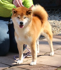 Adult shiba sales